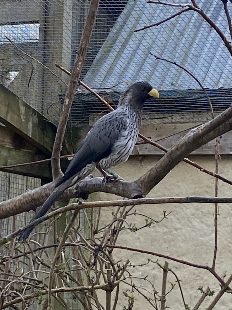 Western plantain-eater 010323
