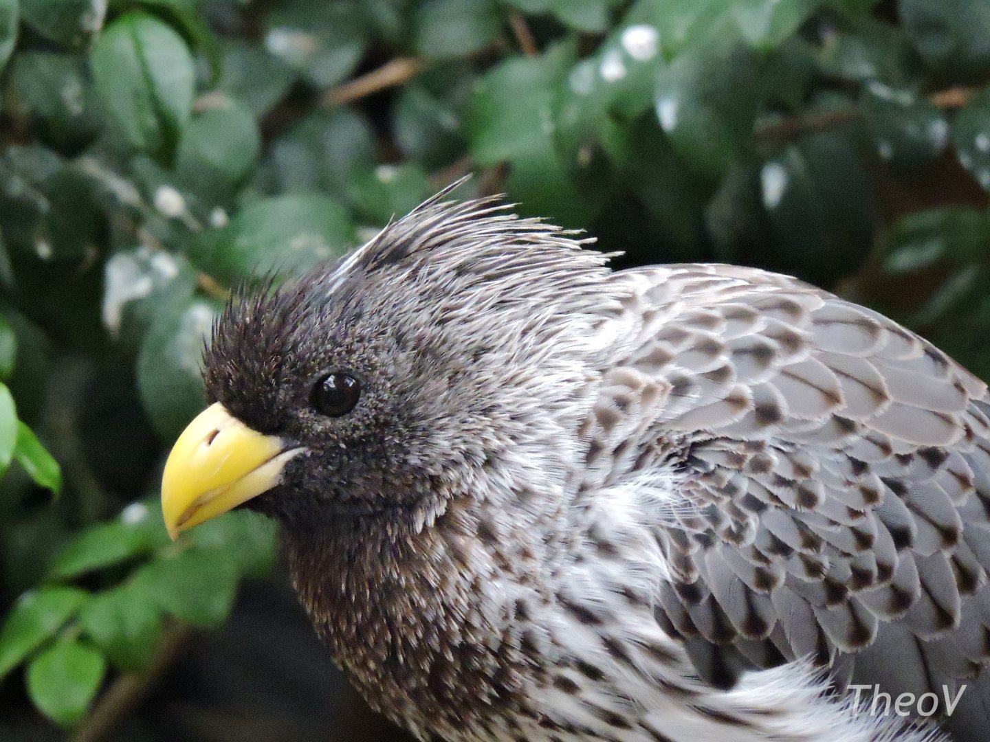 Western plantain-eater [2015]