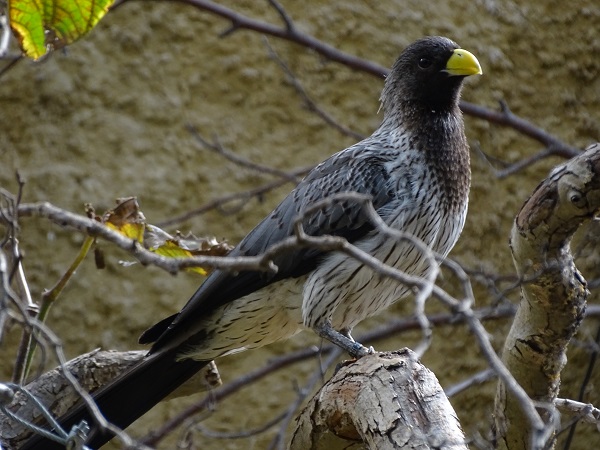 Western plantain-eater (Crinifer piscator) (07/22)