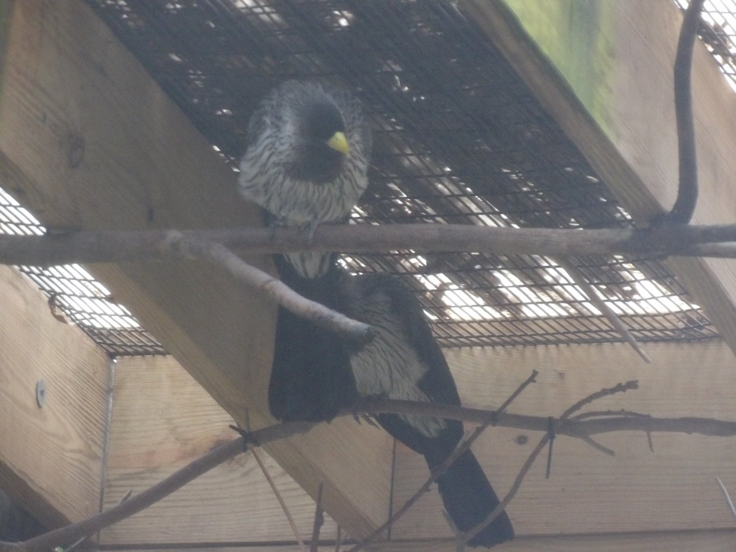 Western Plantain-Eater(Crinifer piscator) - 2023