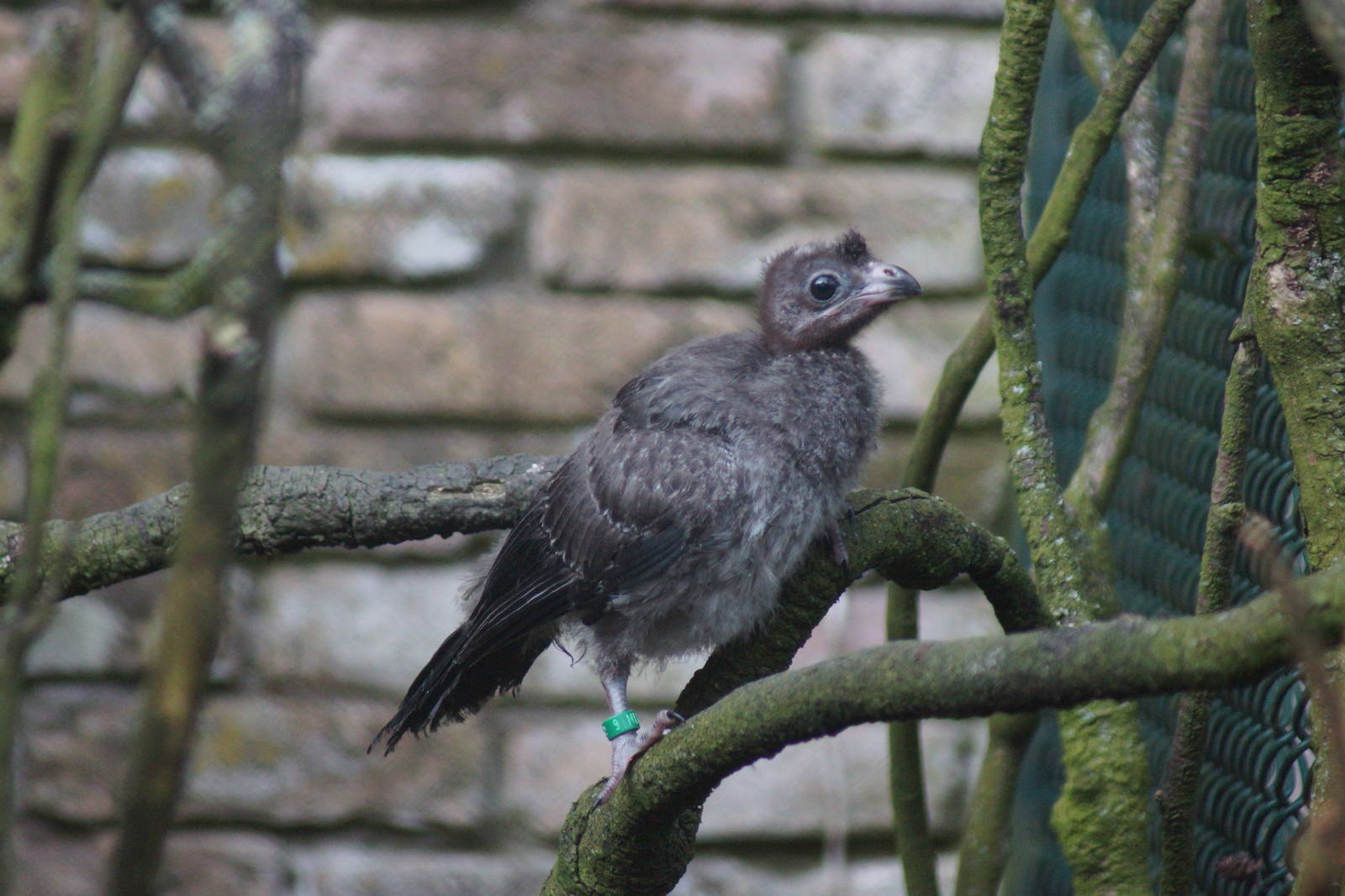 Western Plantain-eater (Crinifer piscator)