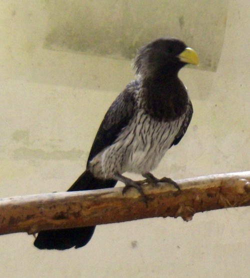 Western Plantain-eater (Crinifer piscator)