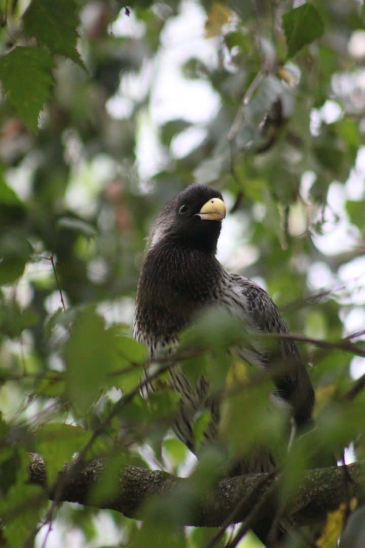 Western plantain-eater (Crinifer piscator)