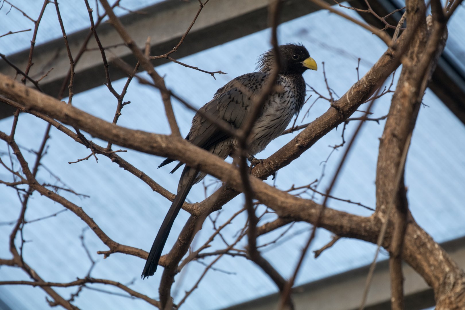 Western plantain-eater (Crinifer piscator)