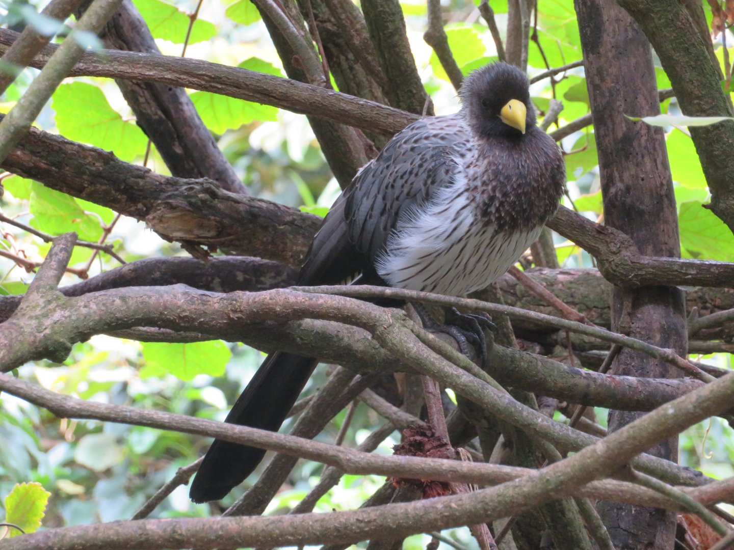 Western Plantain-eater (Crinifer piscator)