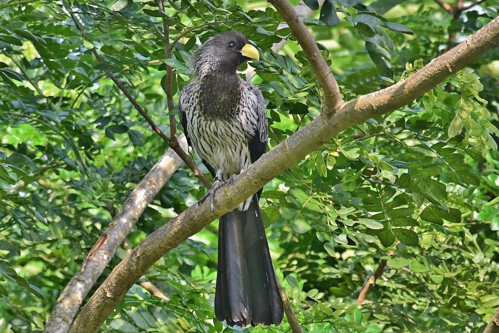 Western Plantain-eater (Crinifer piscator)