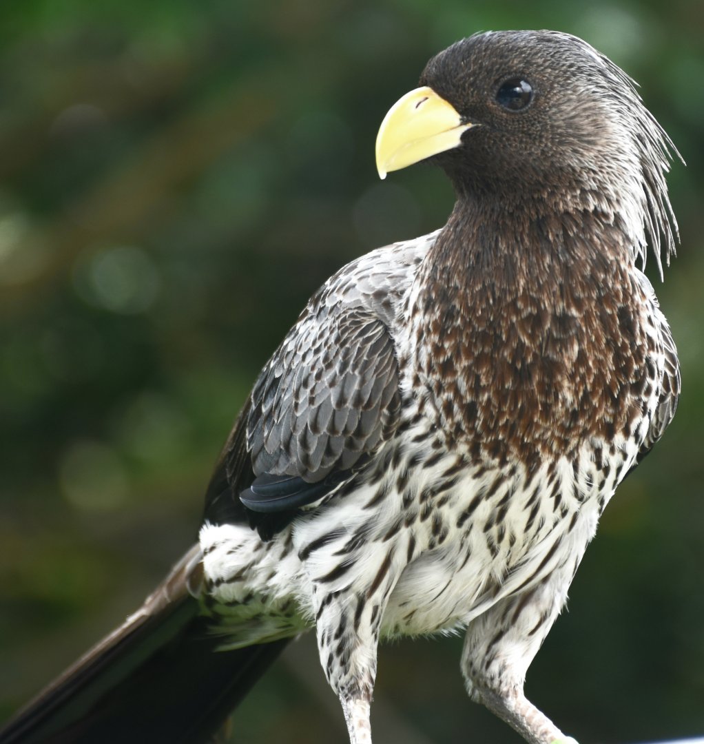 Western Plantain-eater (Crinifer piscator)