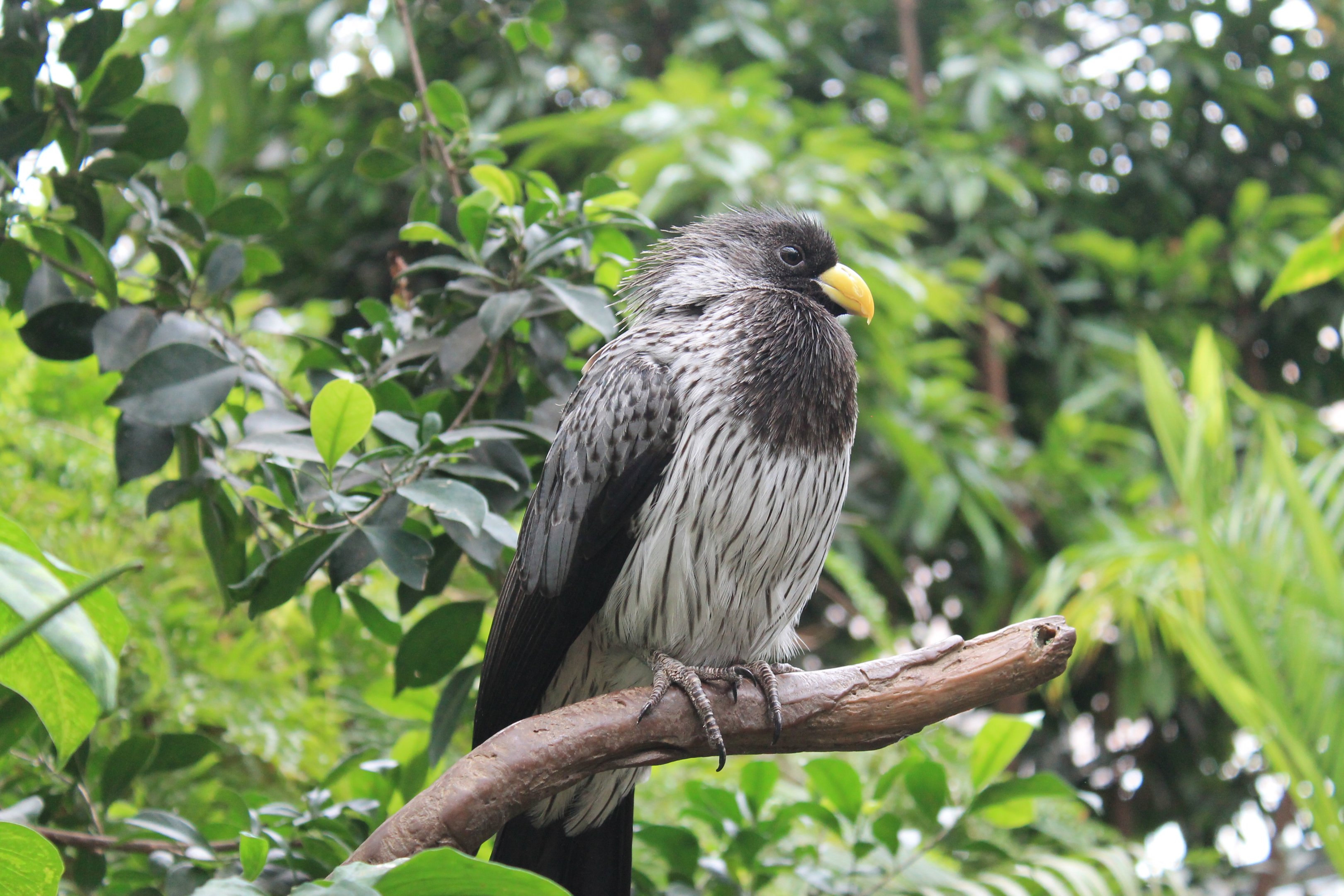 Western Plantain-eater (Crinifer piscator)