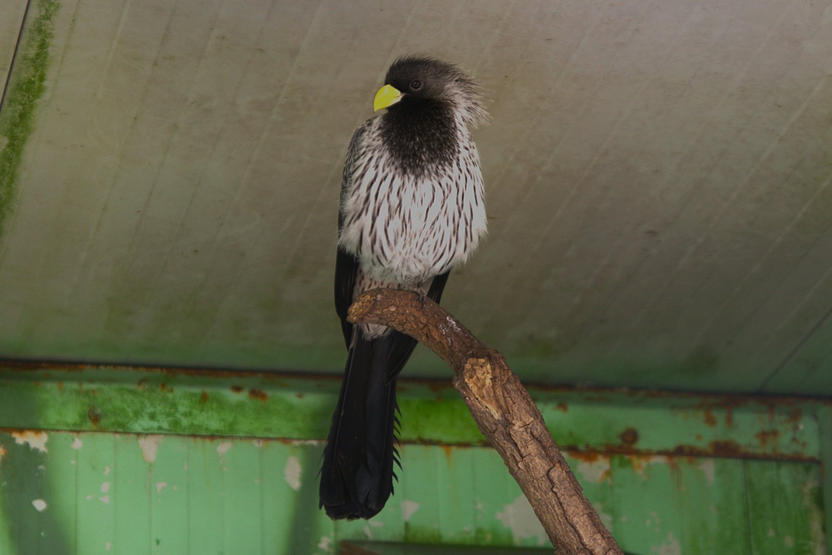 Western Plantain-eater (Crinifer piscator)
