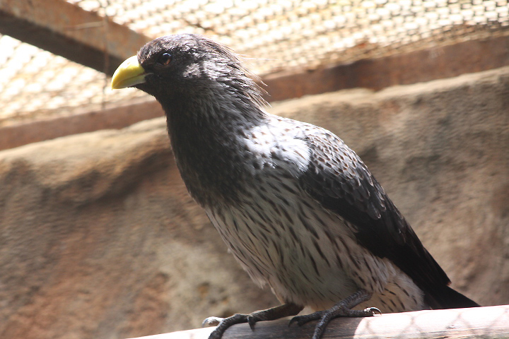 Western plantain-eater (Crinifer piscator)