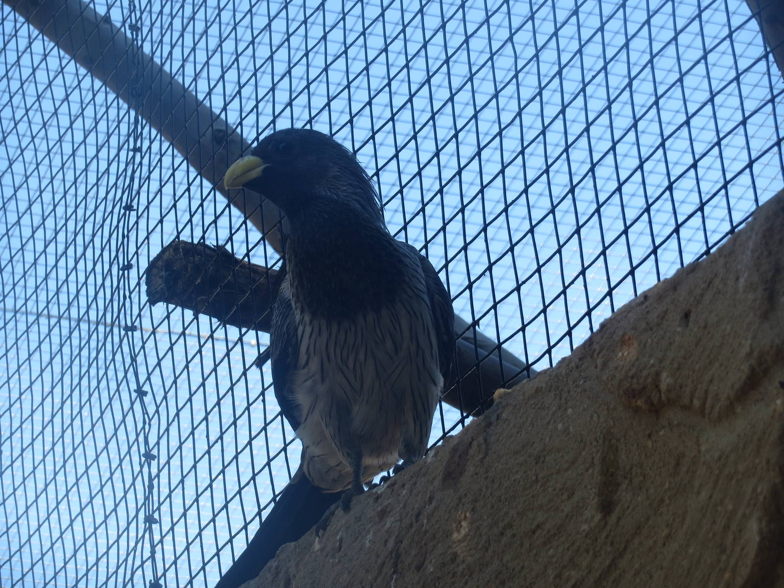 Western Plantain-eater May 2014