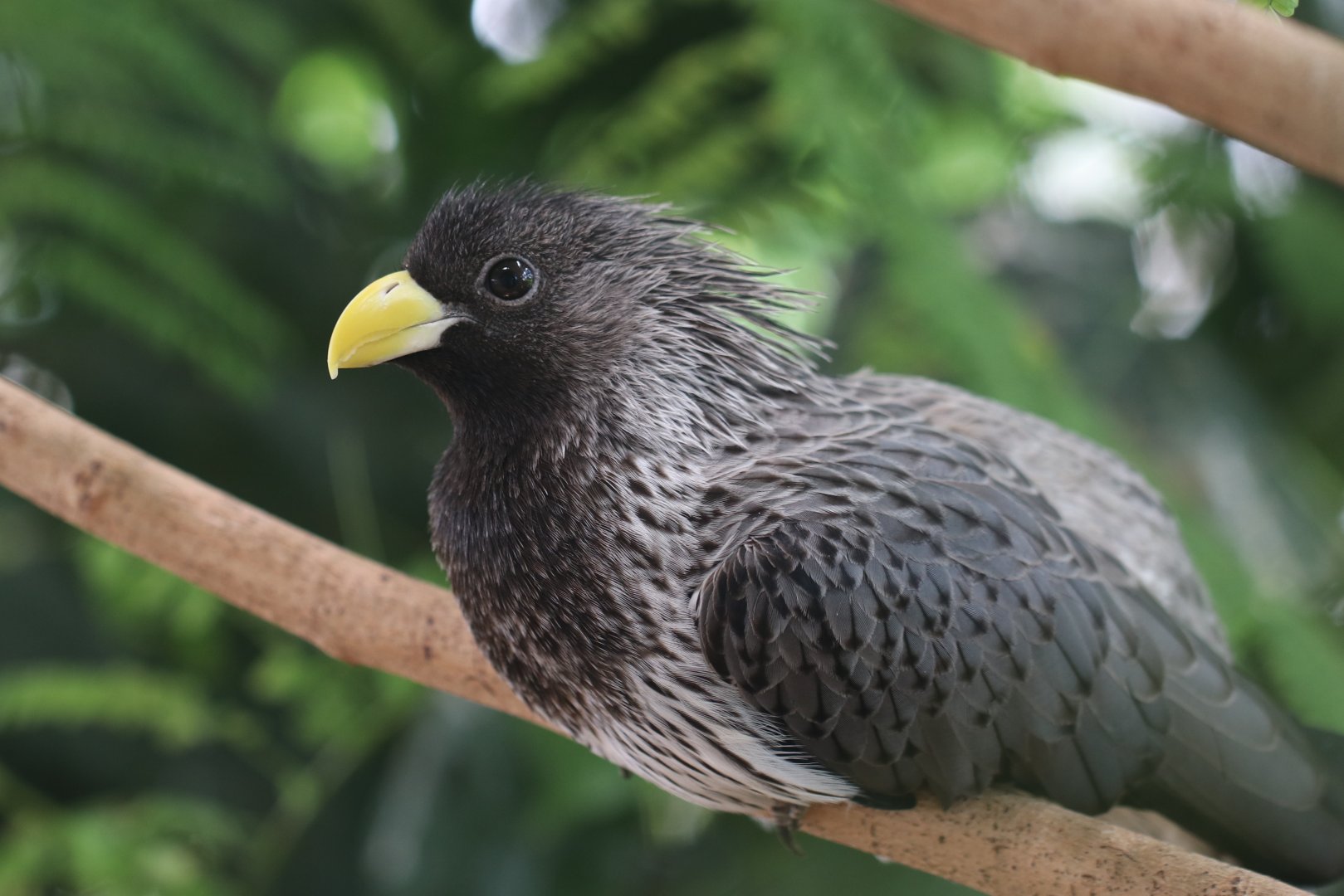 Western plantain-eater, SeaWorld Abu Dhabi