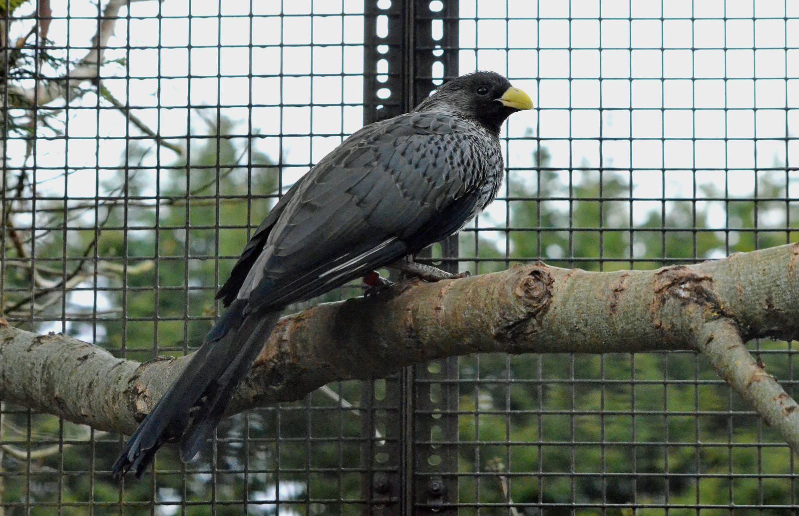 Western plantain eater