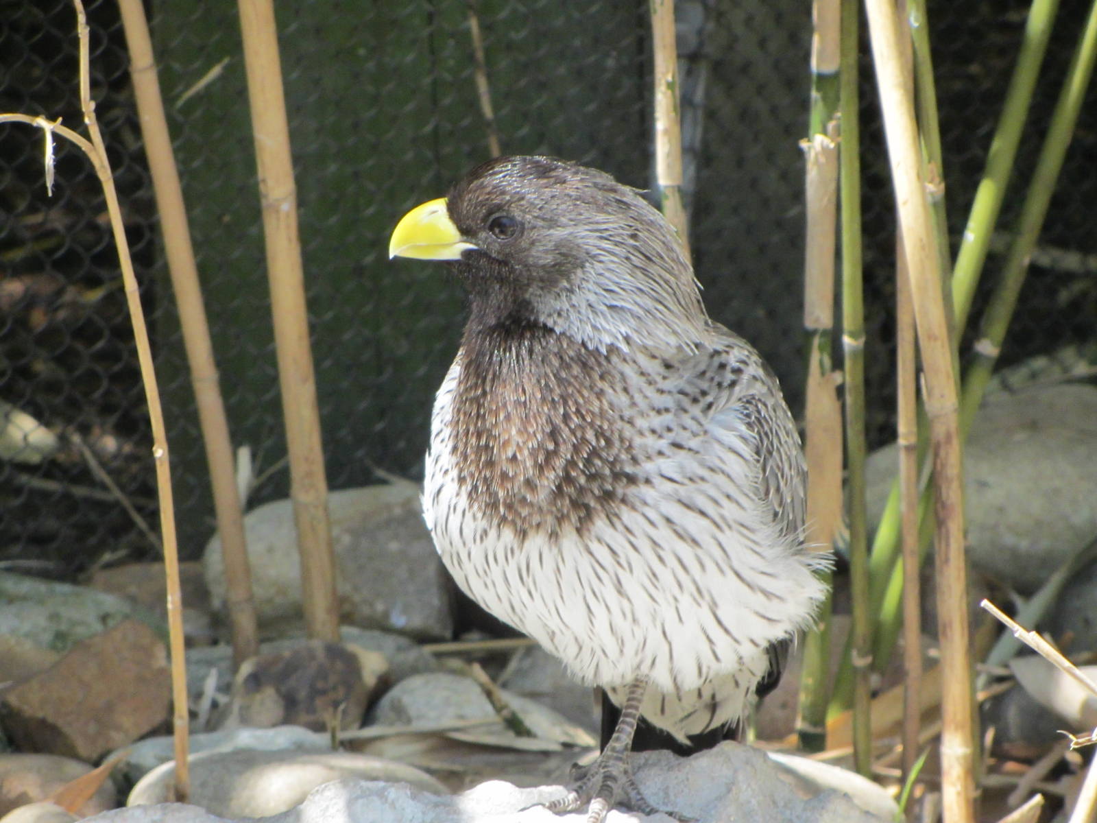 Western Plantain-eater