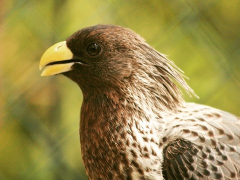 Western Plantain-eater