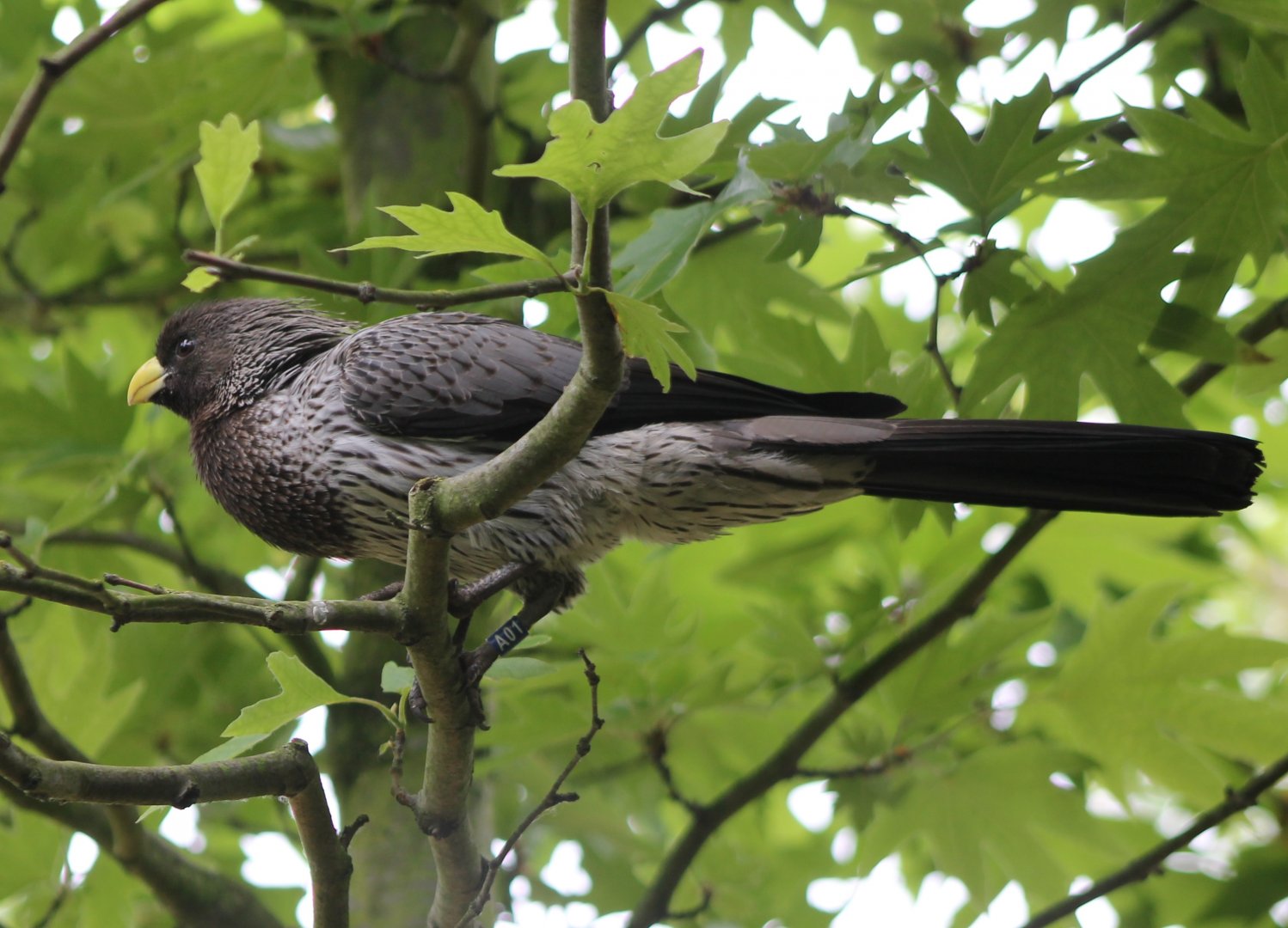 Western plantain-eater