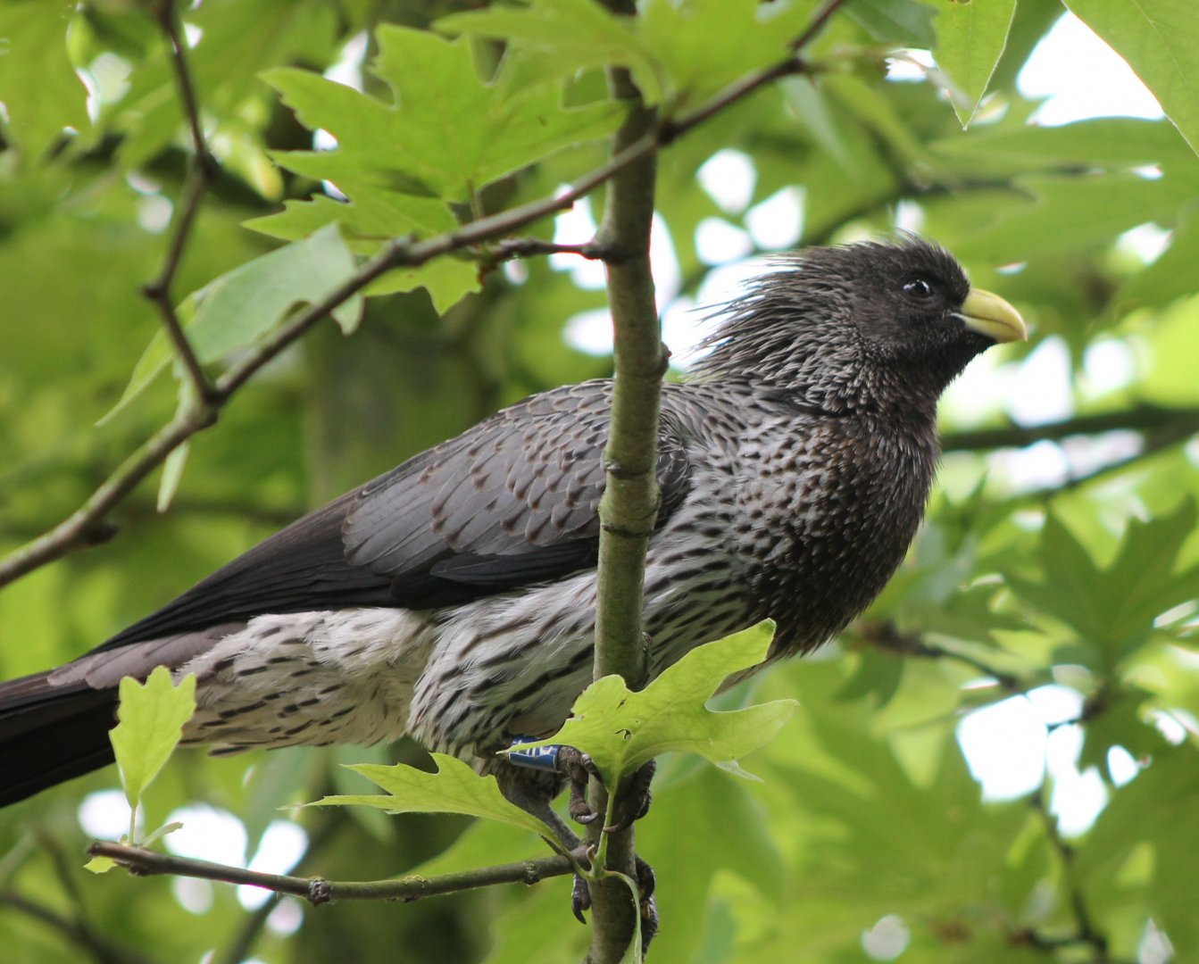 Western plantain-eater