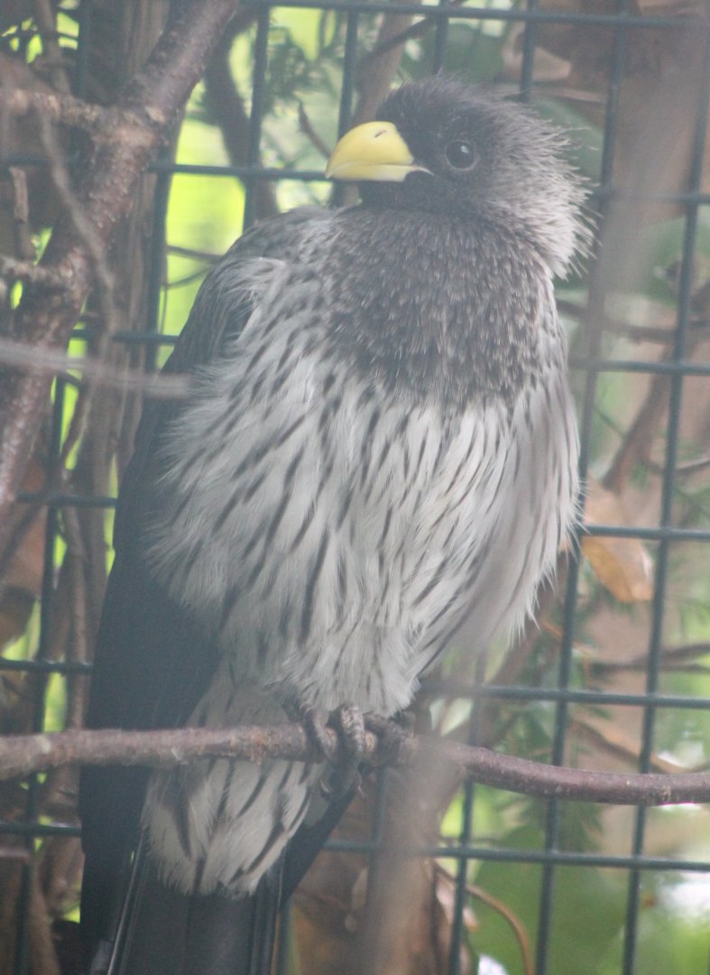 Western plantain-eater