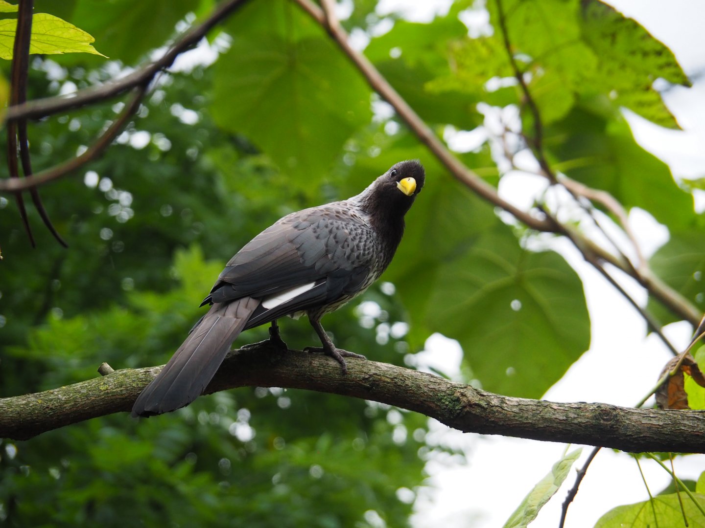 Western Plantain Eater