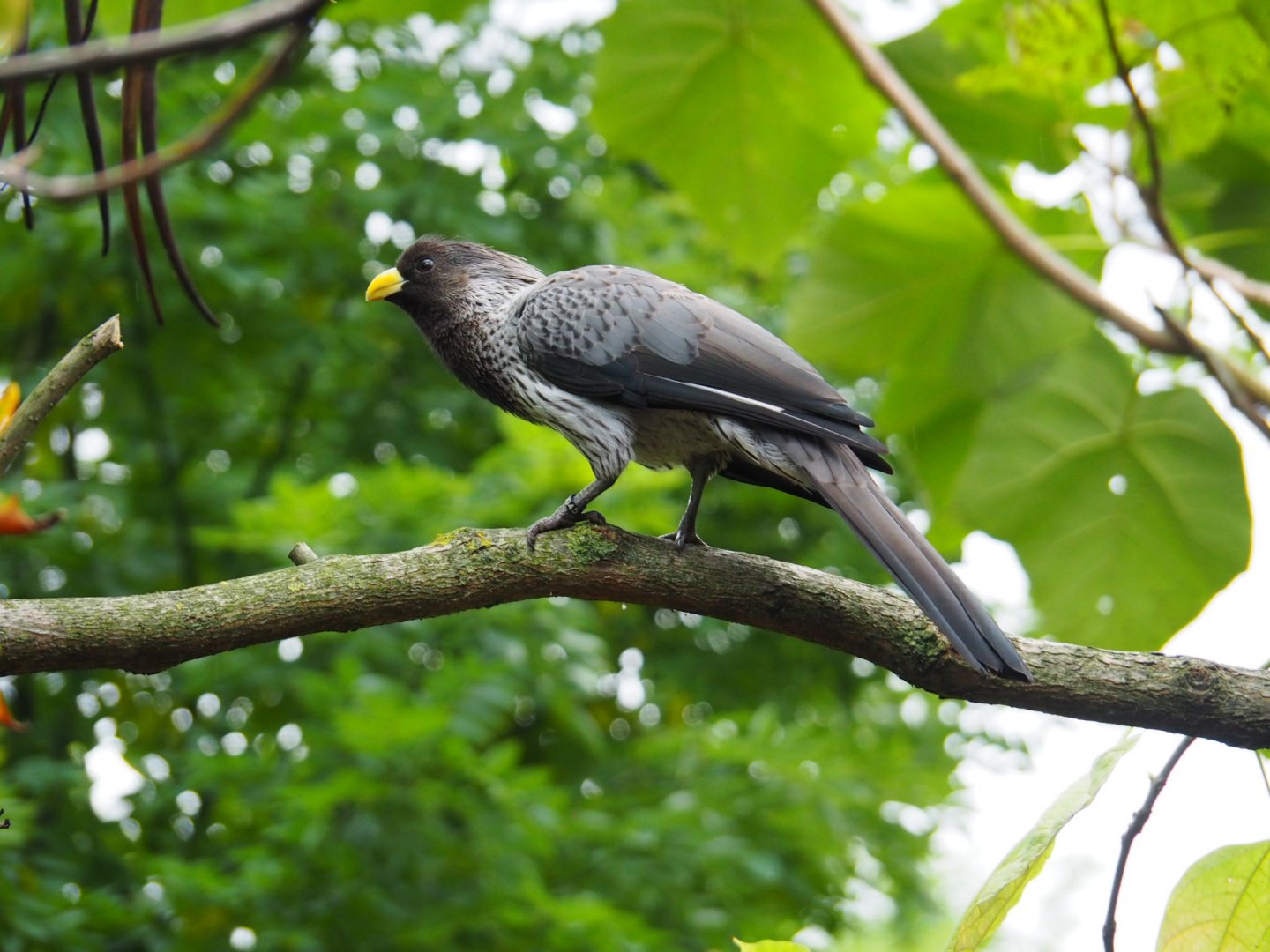 Western Plantain Eater