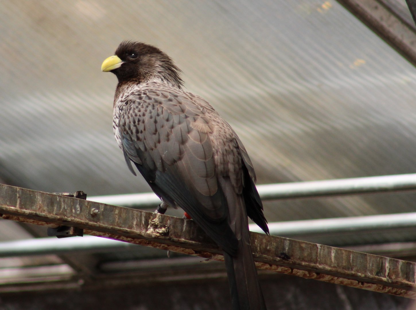 Western plantain-eater