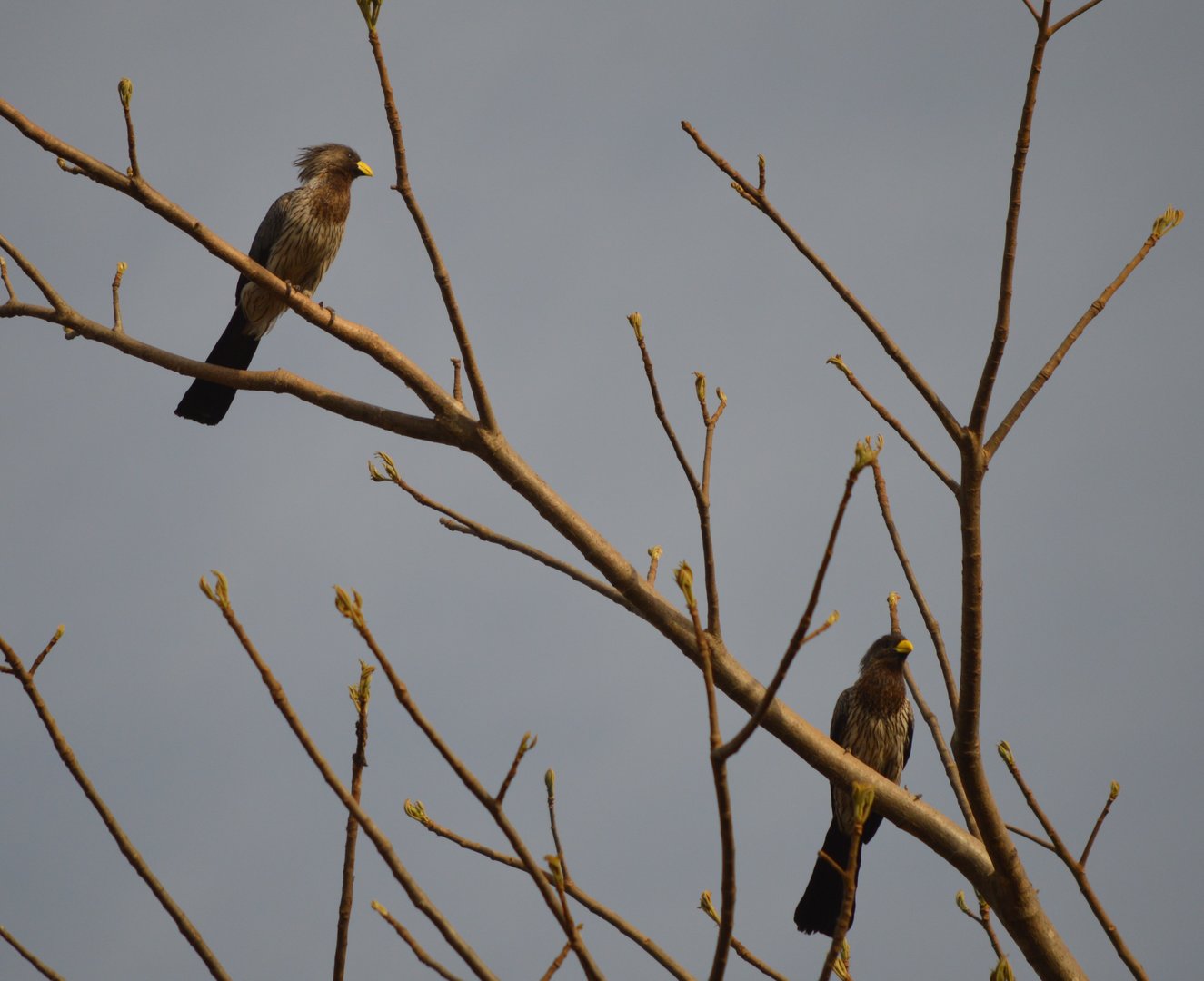 Western Plantain Eater