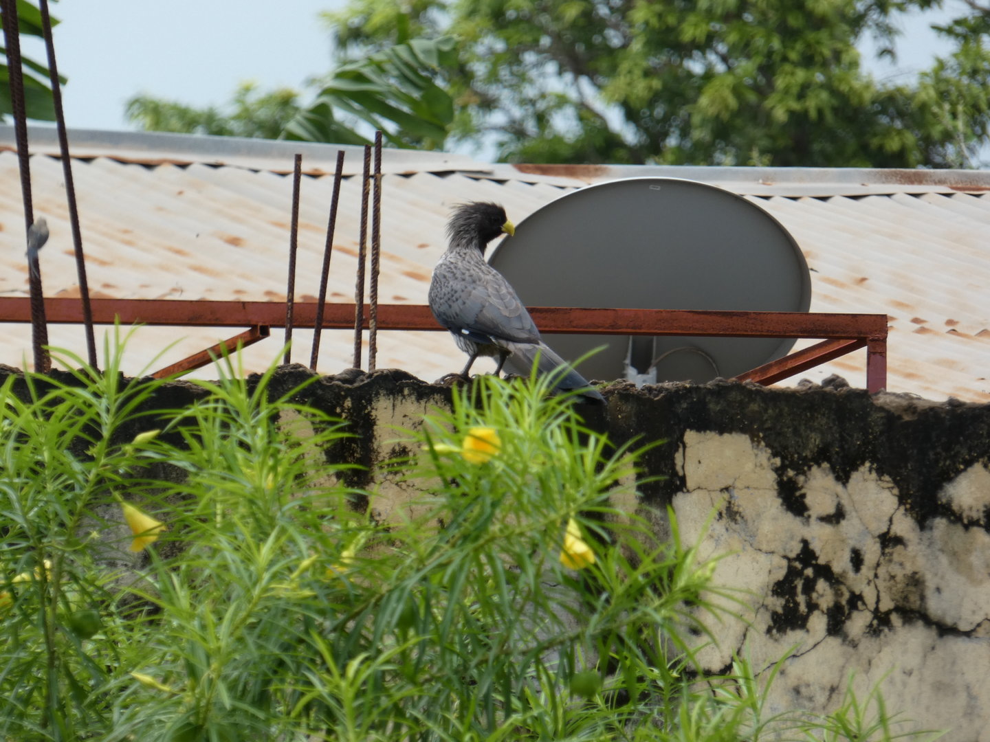 Western plantain-eater