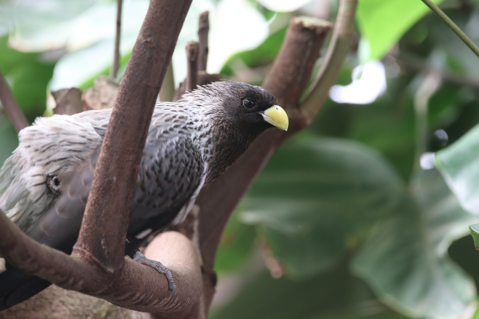 Western plantain-eater