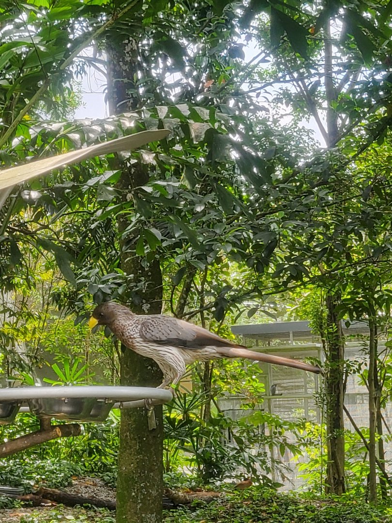 Western plantain eater