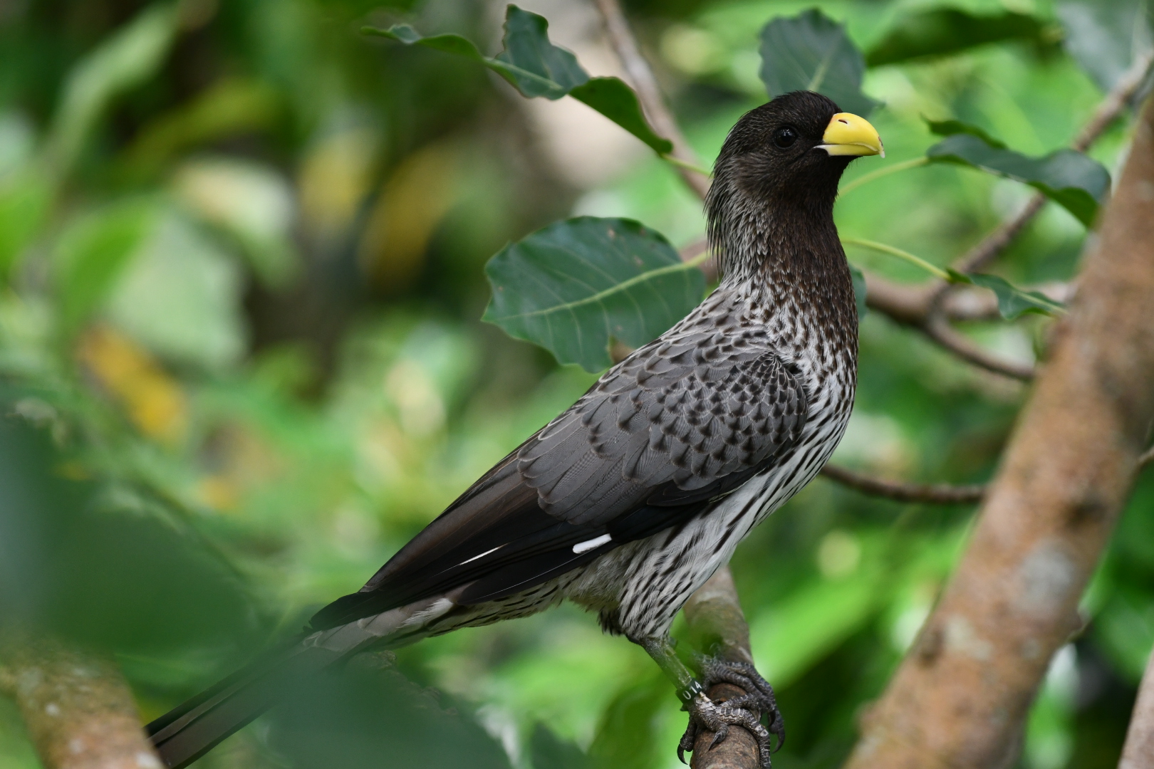 Western Plantain-eater