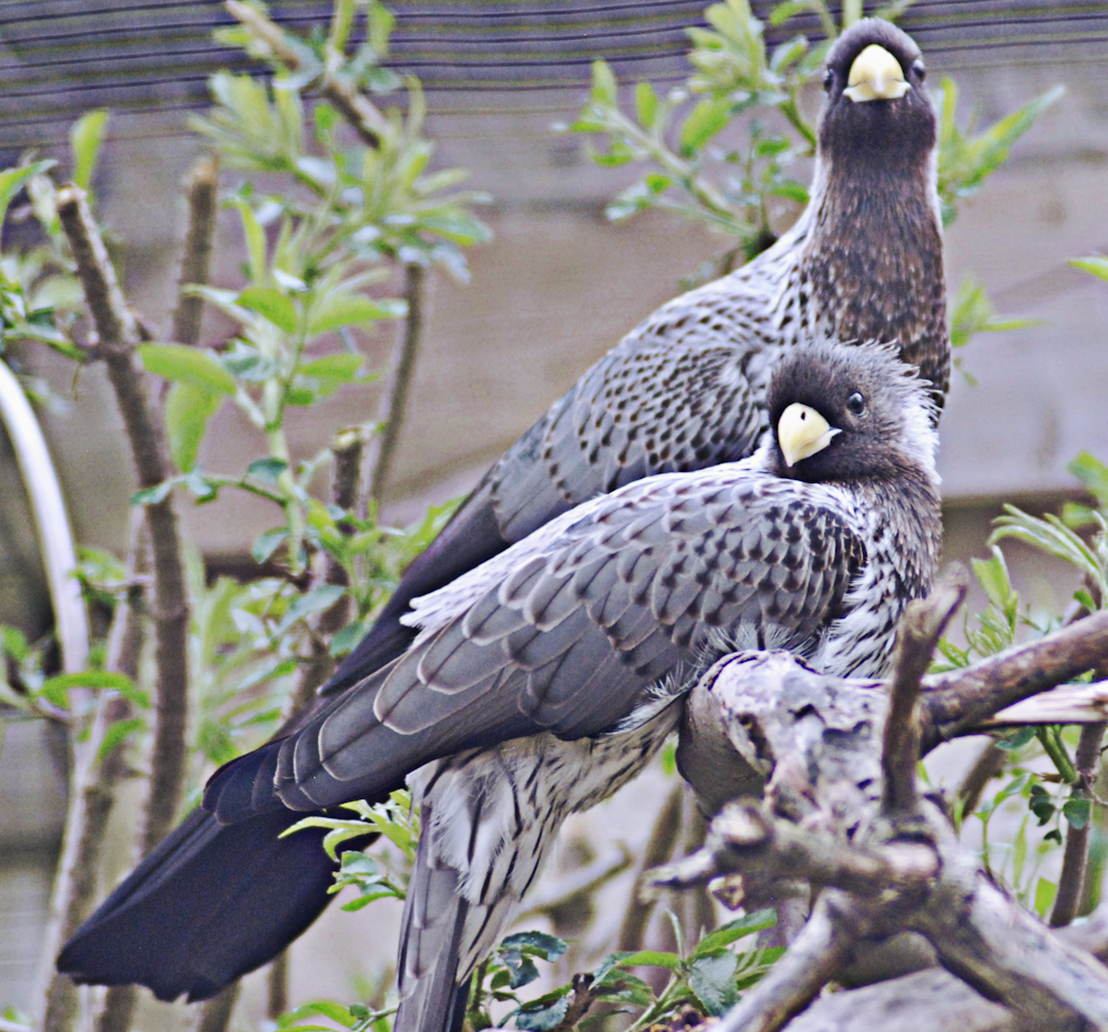 Western Plantain-Eaters - Birdland 2024