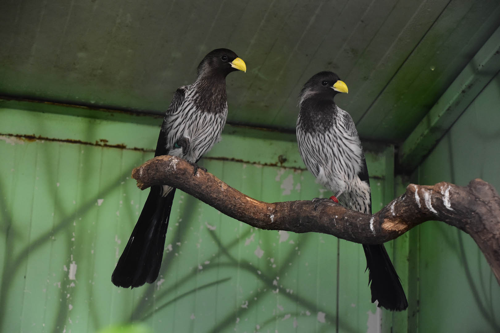 Western plantain-eaters (Crinifer piscator)