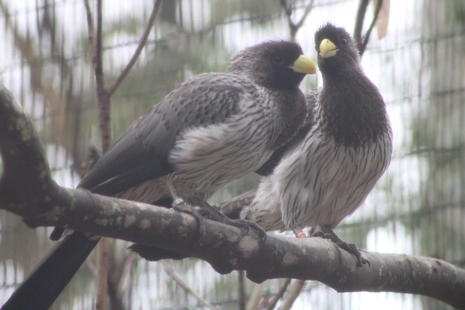 Western Plantain-Eaters (Crinifer piscator)
