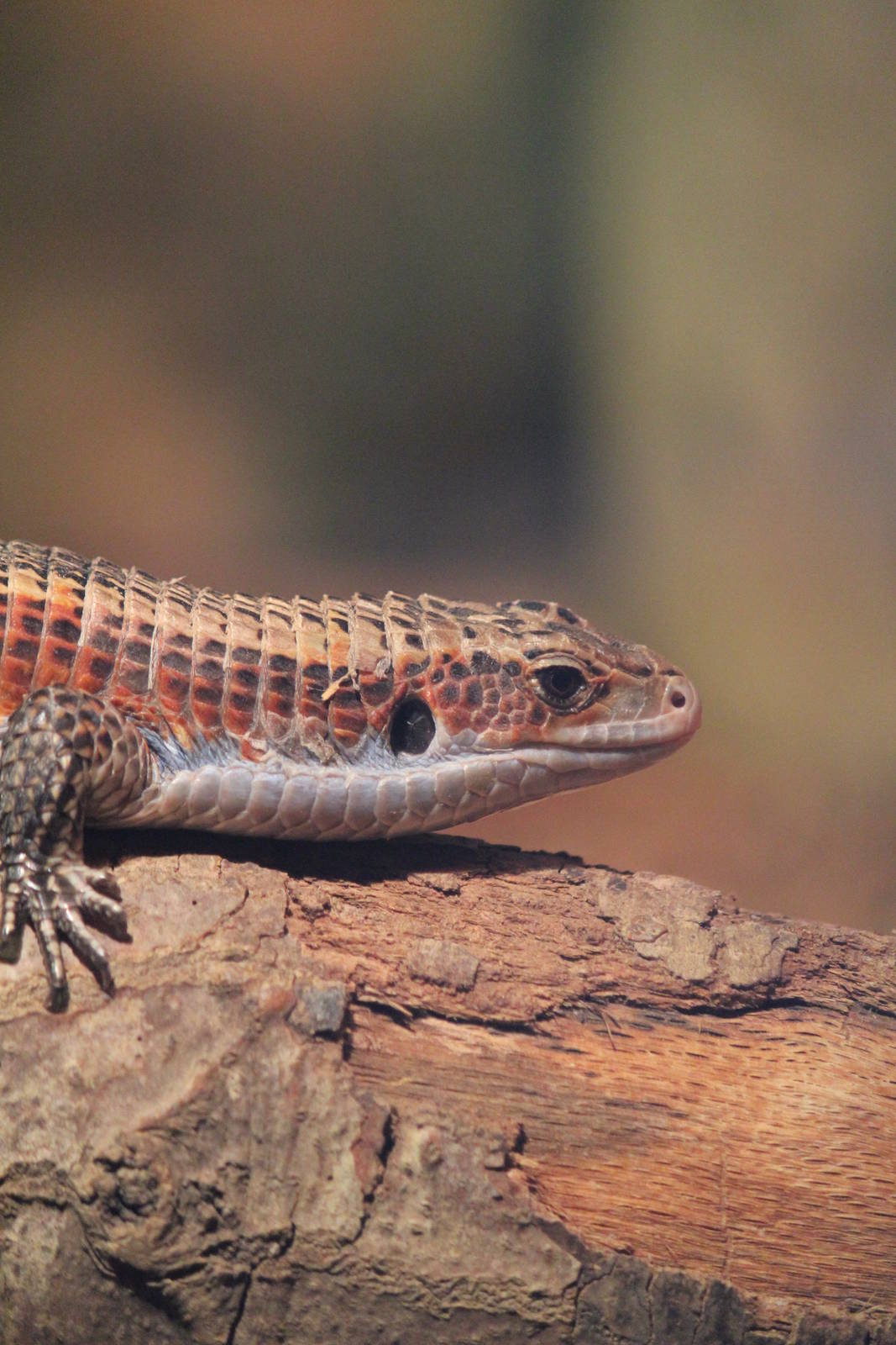 Western Plated Lizard