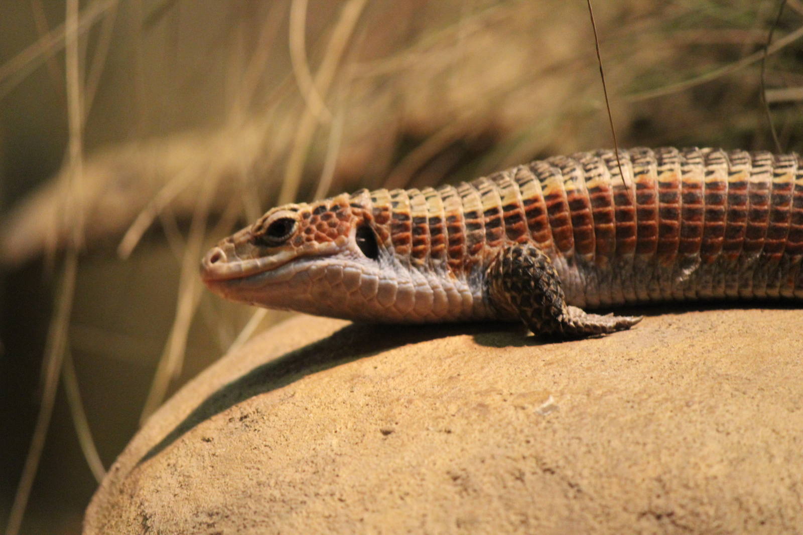 Western Plated Lizard
