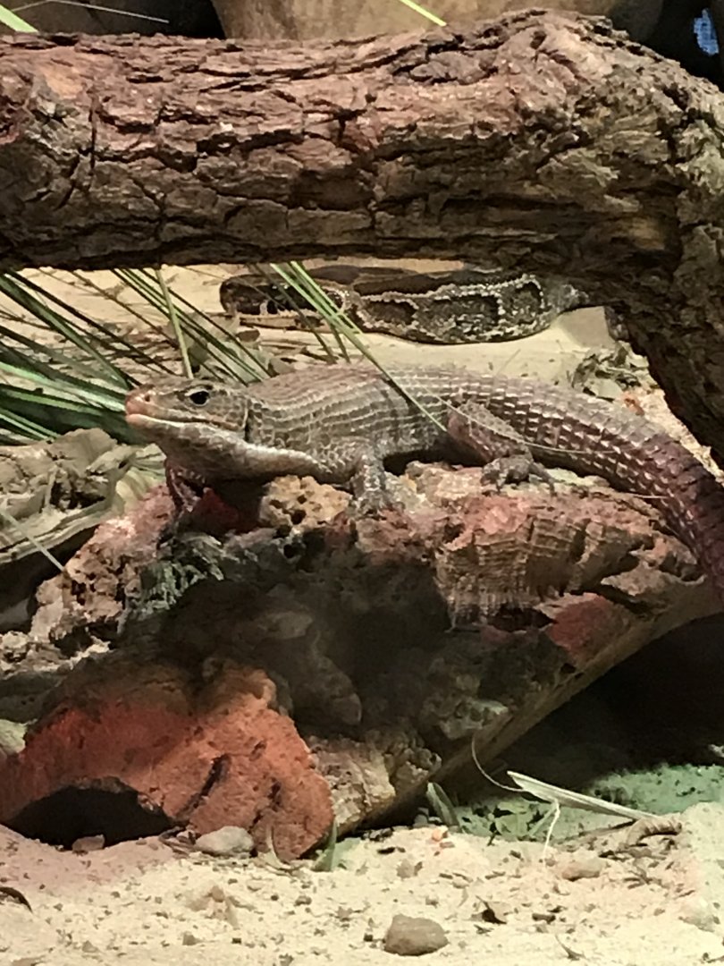 Western plated lizard