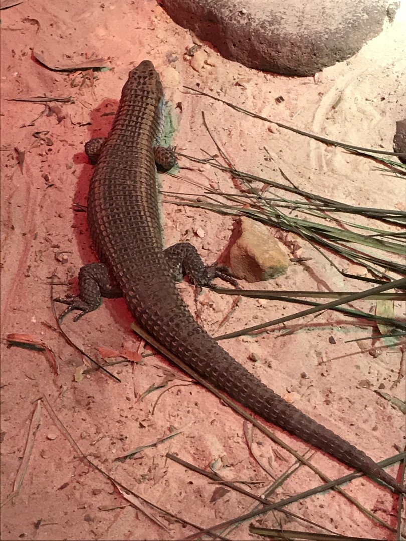 Western plated lizard