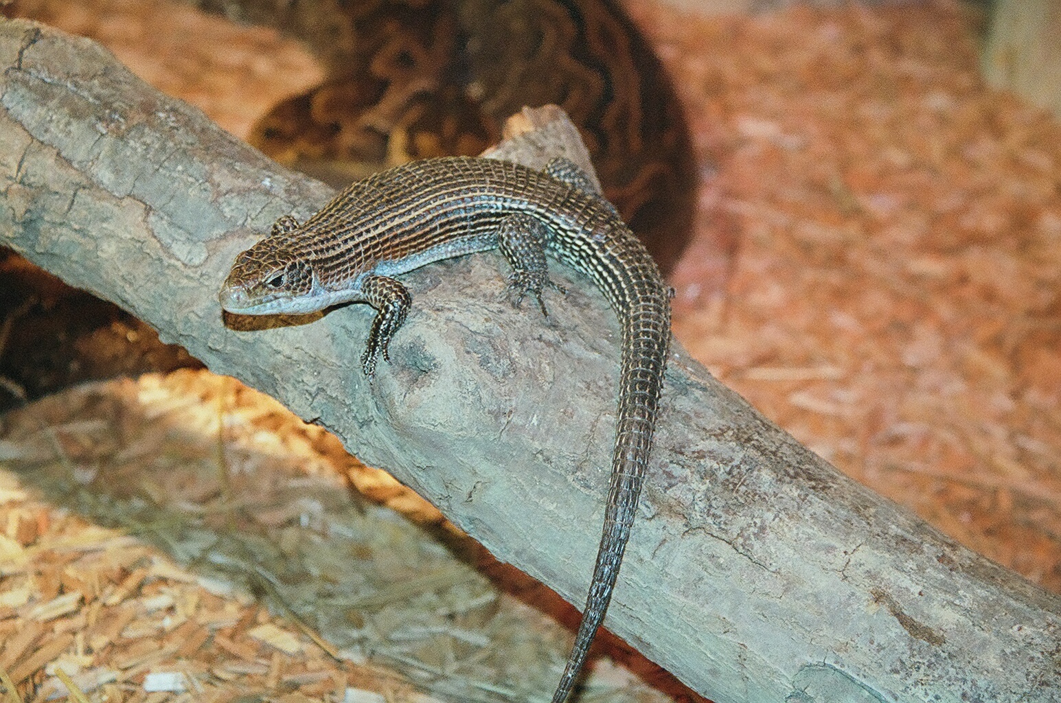 Western Plated Lizard