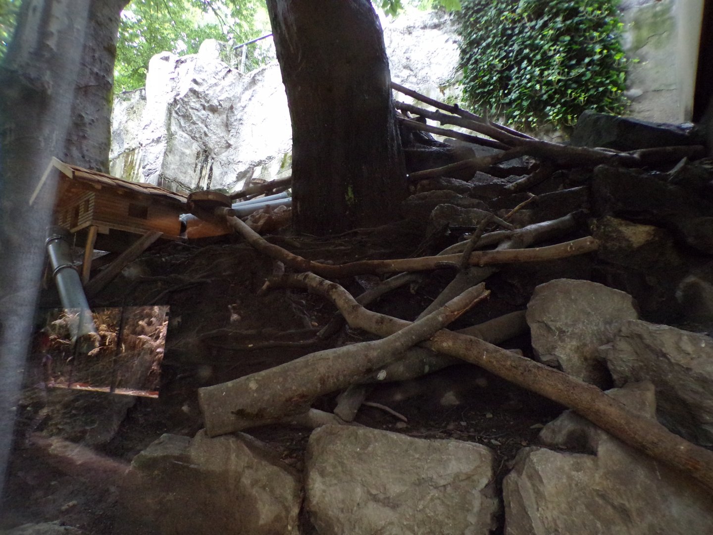 Western polecat enclosure 9.7.25