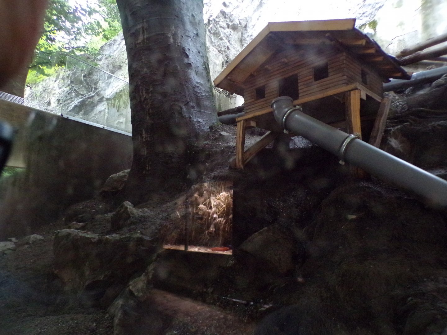 Western polecat enclosure 9.7.25