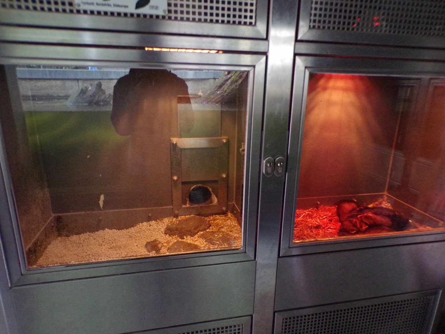 Western polecat indoors 9.7.25