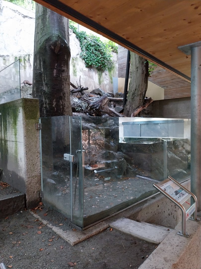 Western polecat (Mustela putorius) enclosure