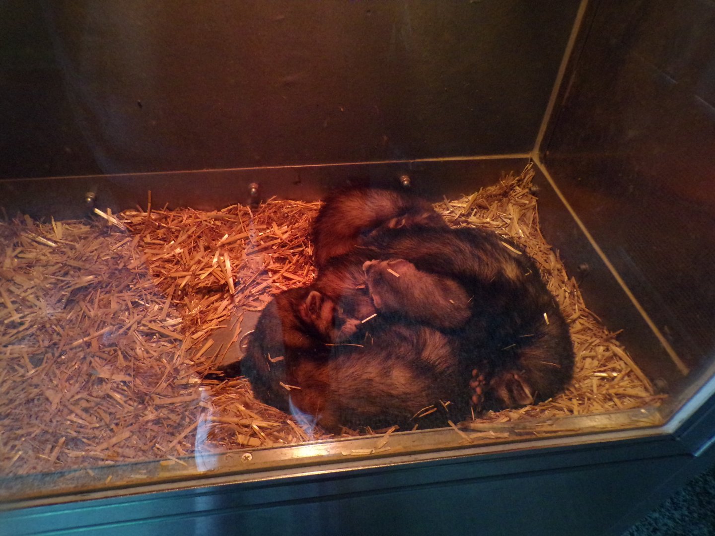 Western polecat pile 9.7.25