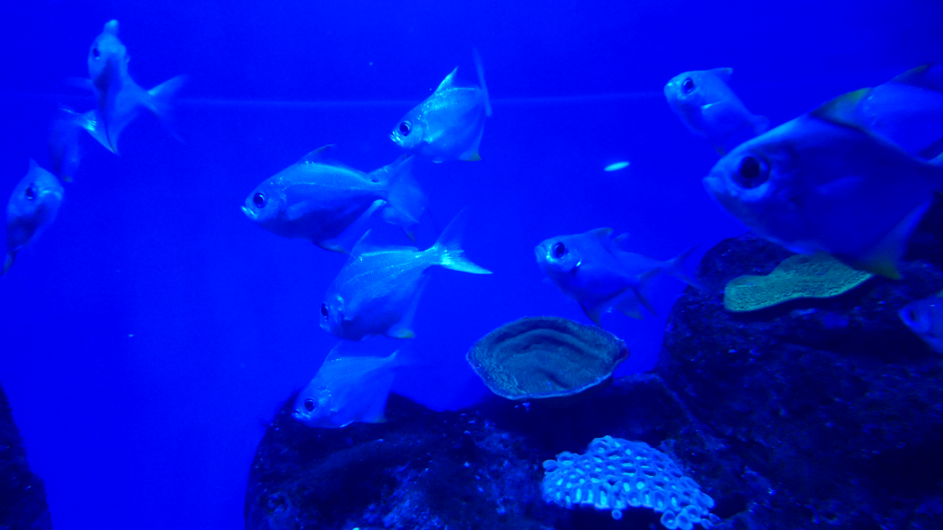 Western Pomfred (Schuettea woodwardi)