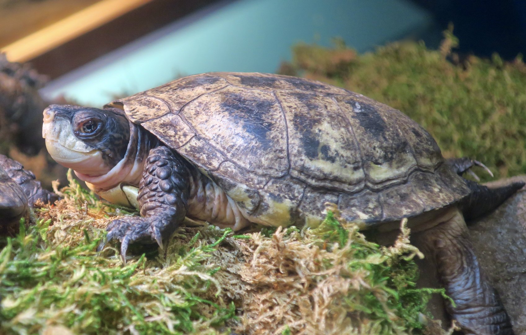 Western Pond Turtle (Actinemys marmorata)