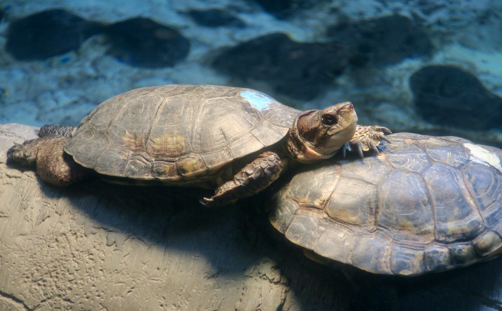 Western Pond Turtle (Actinemys marmorata)