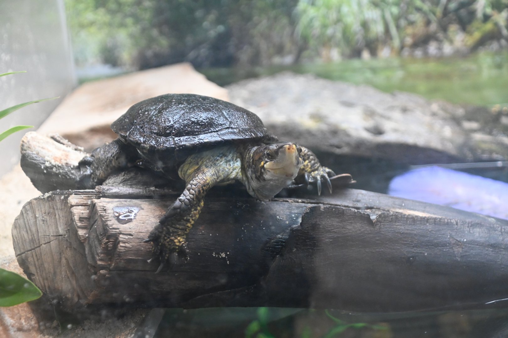 Western pond turtle (Actinemys marmorata)