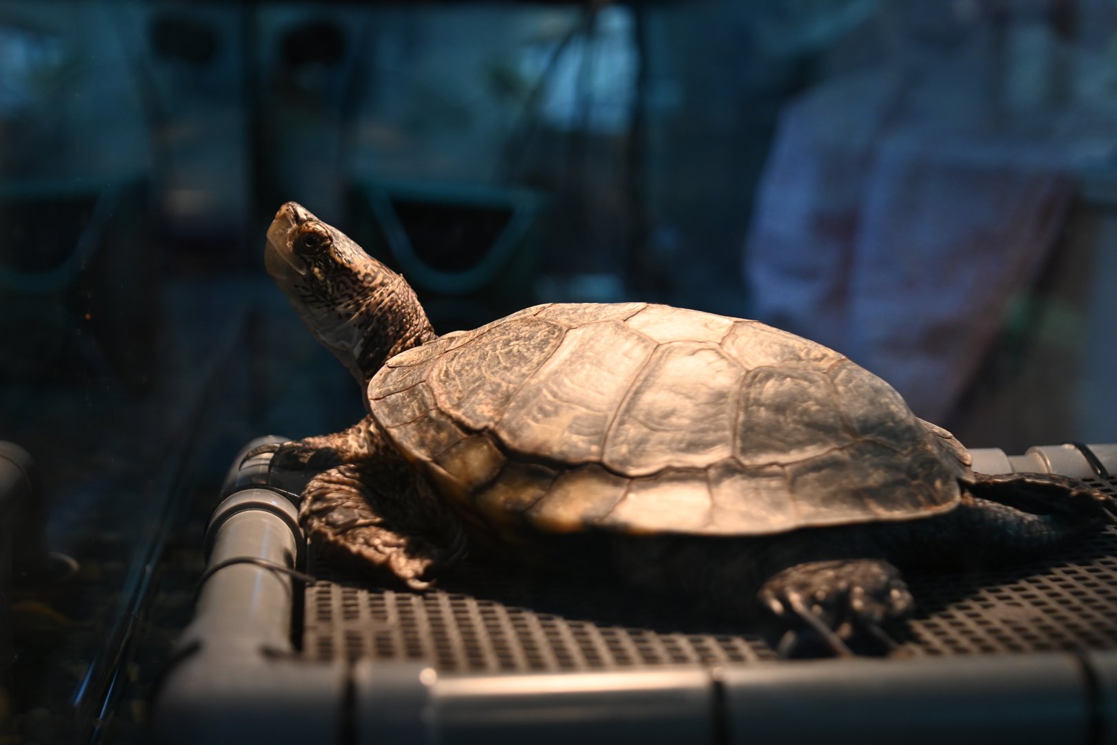 Western pond turtle (Actinemys marmorata)