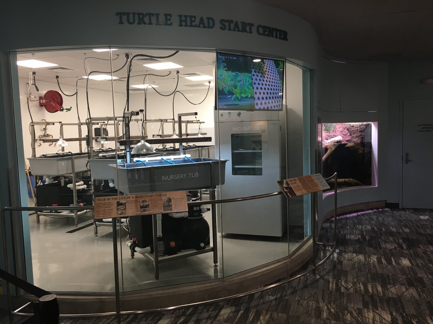 Western Pond Turtle Exhibit (New addition in late 2022)