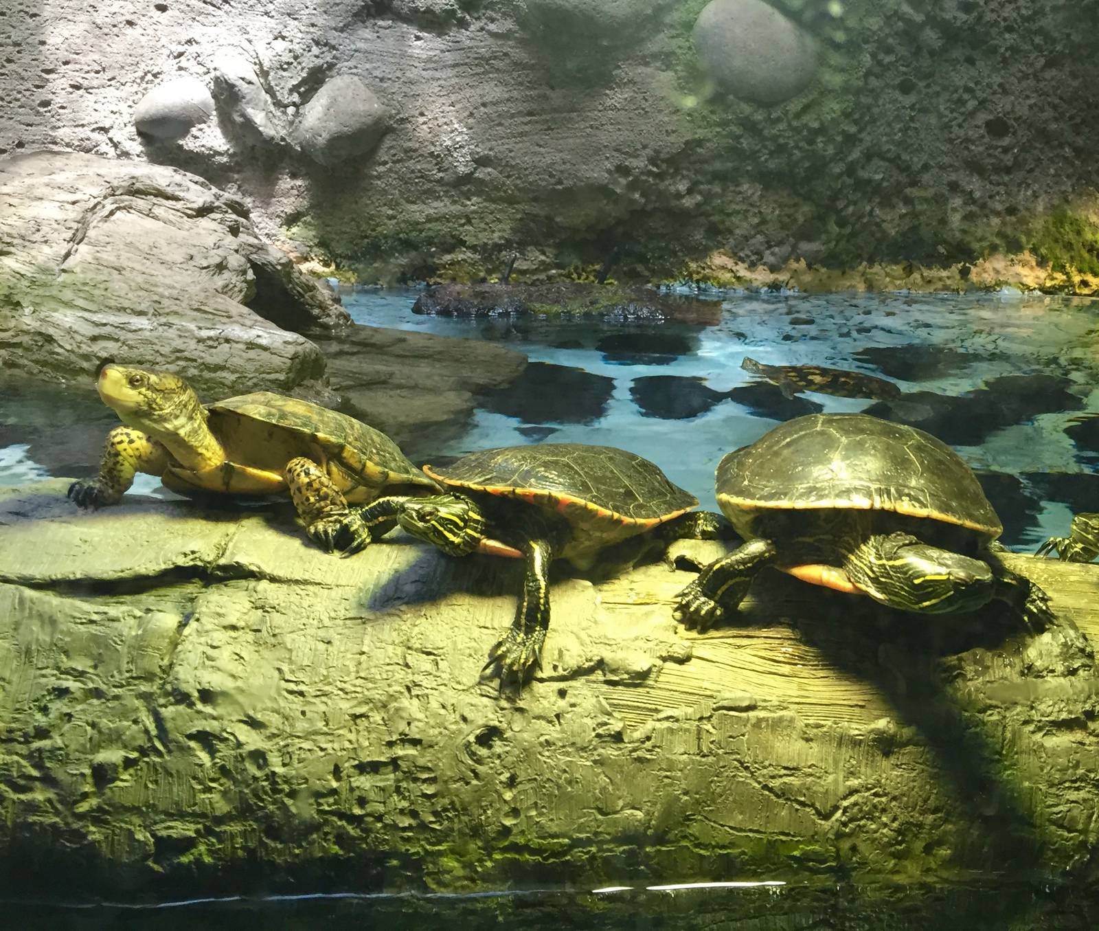 Western Pond Turtle Exhibit